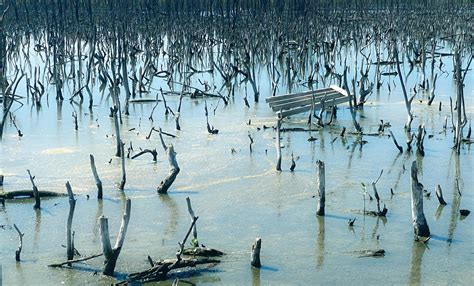 Das Dongtai Mangrovenwald: Ein Paradies für Vogelbeobachter und Abenteurer!