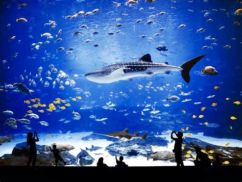  Das Georgia Aquarium: Ein Unterwasser-Abenteuer für die ganze Familie!