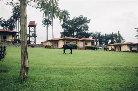  Die Abraka Turf Farm: Ein historisches Paradies für Pferdenarren!