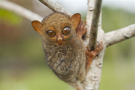 Die Tarsier-Höhle – Eine geheimnisvolle Welt der leuchtenden Kristalle!