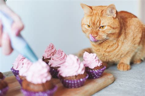 下北沢 ケーキ屋 なぜ猫はケーキを食べないのか